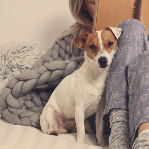 Na sliki je majhen pes pasme Jack Russell terier, ki sedi ob človeku na postelji in se naslanja ob njegove noge.