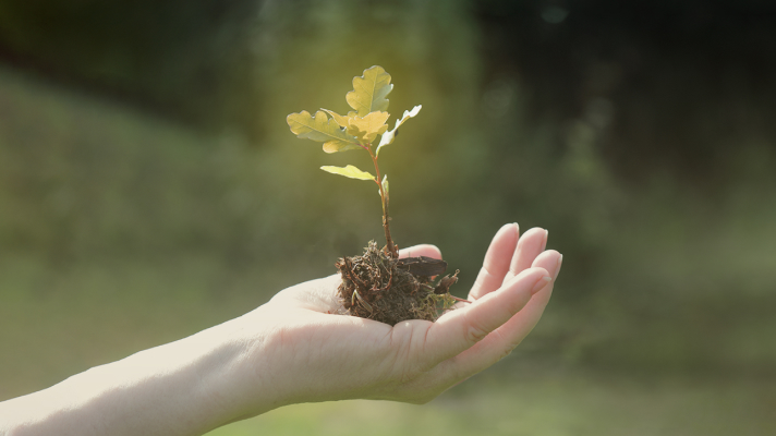 Dlan drži majhno sadiko drevesa z grudo zemlje v sončni svetlobi na zamegljenem naravnem ozadju.