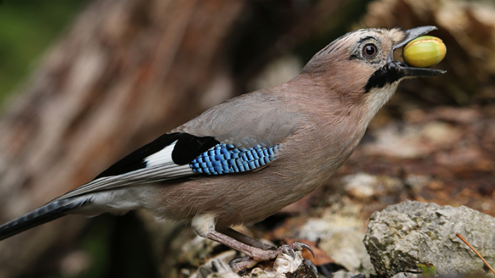 Ptič soja drži želod v kljunu na gozdni veji, v levem zgornjem kotu je znak »Srce za planet«.