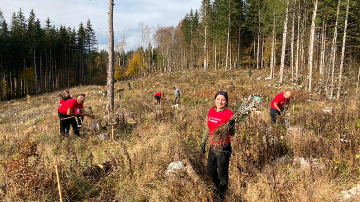 Skupina prostovoljcev v rdečih majicah »Vračamo družbi« na posekanem gozdnem območju sadi nove sadike dreves.