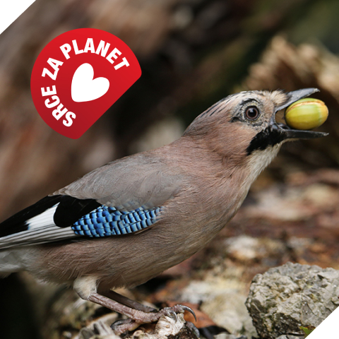 Ptič soja drži želod v kljunu na gozdni veji, v levem zgornjem kotu je znak »Srce za planet«.