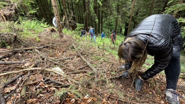 Prostovoljci v dežnih oblačilih sadijo drevesa v strmem gozdnem pobočju, v ospredju ženska s rokavicami sadi sadiko.