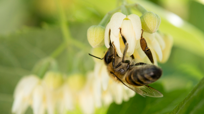 Čebela nabira nektar na beli cvetovi med zelenimi listi.