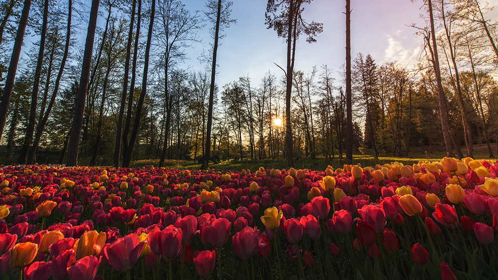 Osrednjeslovenska regija: sprehod med cvetlicami
